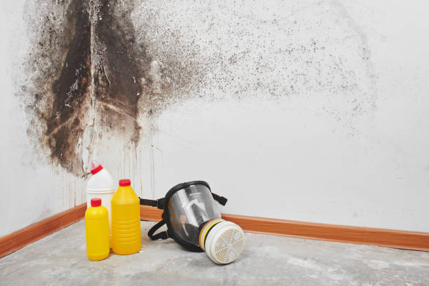 Trusted Chadbourn, NC Mold Removal Experts