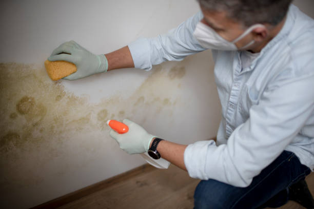 Best Office Mold Removal Services  in Chadbourn, NC