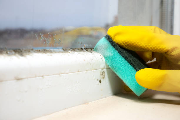 Best Residential Mold Removal  in Chadbourn, NC