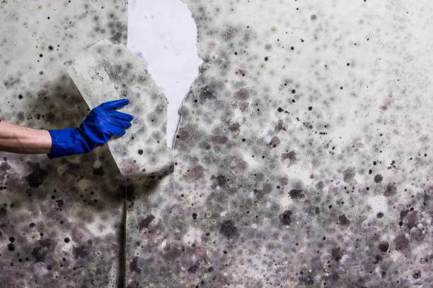 Best Professional Mold Removal  in Chadbourn, NC