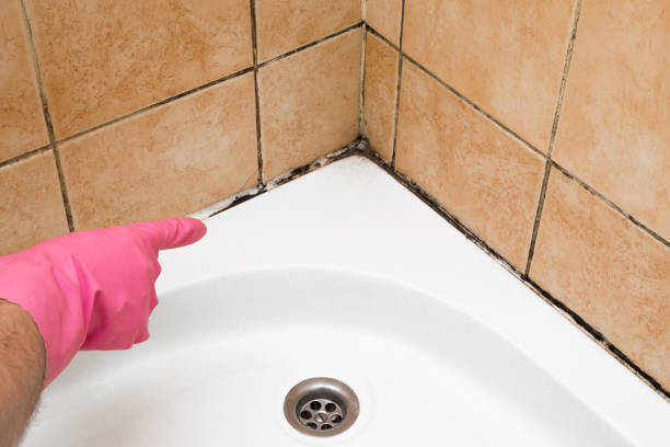 Best Same-Day Mold Removal  in Chadbourn, NC